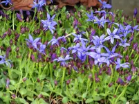 Pratia pedunculata County Park.webp