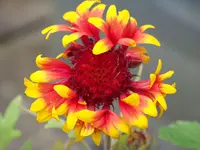 Gaillarda aristata Fackelschein.webp