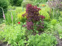 033.webp