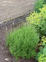 Lavendel.webp