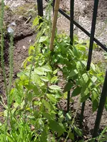 Blauregen.webp