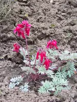 Dicentra King of Heart.webp