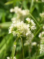Luzula nivea.webp