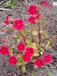 Mimulus cupreus Roter Kaiser.jpg