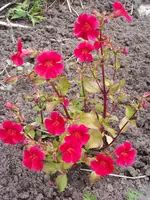 Mimulus cupreus Roter Kaiser.webp