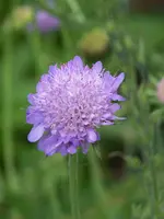 Scabiosa columbaria Nana.webp