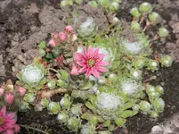 Sempervivum arachnoideum.webp