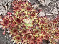 Sempervivum Bronco.webp