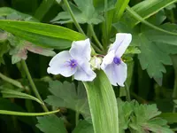 Tradescantia andersonia Osprey.webp