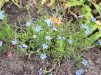 Lithodoria Star.webp