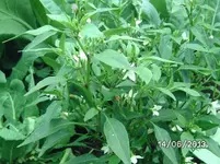 Chili Gelb.webp