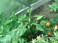 Paprika (2).webp