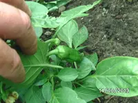 Paprika (4).webp