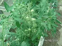 Tomaten.webp