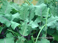 Kohlrabi.webp