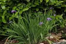 Iris am Wasserlauf.webp