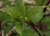 Vanille fraise.webp