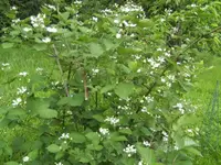 BILD2133.webp