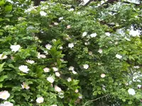 BILD2136.webp