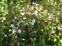 BILD2111.webp