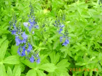garten juni 3 003.webp