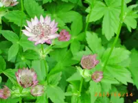 garten juni 3 004.webp