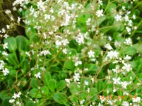 garten juni 3 006.webp