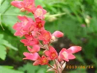 garten juni 3 007.webp