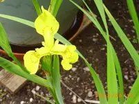 garten juni 3 008.webp