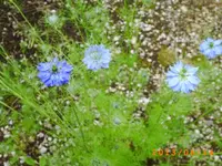 garten juni 3 009.webp