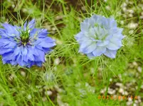 garten juni 3 010.webp
