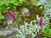 garten juni 3 011.webp