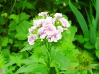 garten juni 3 015.webp