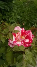 IMG-20130613-WA0001.webp