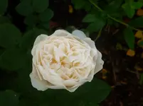 P1060488.webp
