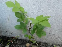 DSCN2212.webp