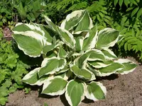 010.webp