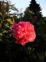 P1090834.webp