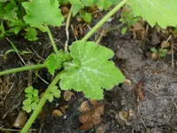 P1110580.webp