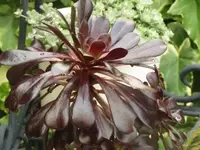 013.webp