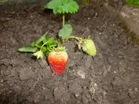 P1060370.webp