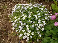 CAMPANULACEAE - NEU.webp
