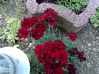 DUNKELROTE NELKE.webp