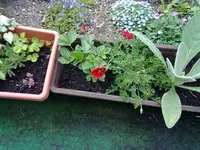 FINGERKRAUT ROT - NEU.webp