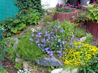 HÄNGENDE GLOCKENBLUME.webp
