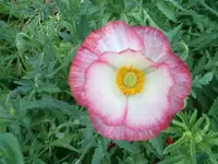 MOHNBLÜTE.webp