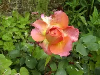 CIMG6059.webp