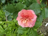 CIMG6034.webp