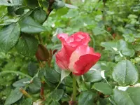 CIMG6028.webp