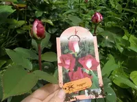 CIMG6020.webp